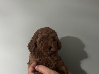 Orjinal ırk red brown renk dişi erkek poodle