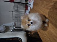 Şimdiden hayırlı olsun pomeranian