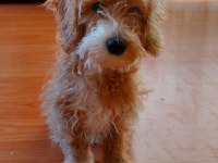 5 aylık erkek maltipoo