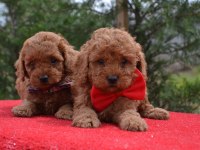 Toy Poodle Yavrular