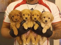 SAFKAN MALTİPOO YAVRULARI