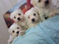 SHOW KALİTE MALTESE BEBEKLER