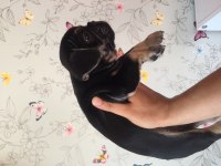 60 günlük Erkek Black Tan French Bulldog