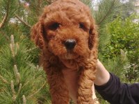 Super kalite poodle bebisler