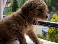 TR NİN EN UYGUN POODLE YAVRUSU