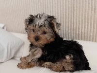 Ev ortamından yorkshire terrier yavrular