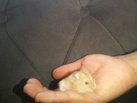hamster gonzales ve syria