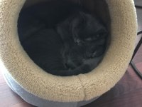2 aylık A kalite erkek british shorthair