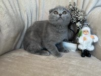 Scottish fold dişi erkek yavrular