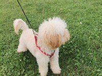 Sahiplendirilecek toy poodle