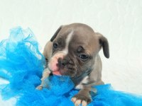 Blue Merle ve Silver Blue Fawn French bulldog Bebekler