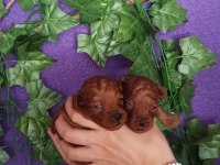 RUHSATLI EĞİTİM MERKEZİMİZDEN POODLE YAVRULARIM