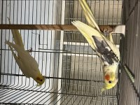 Takım ve yavru olarak satılık sultan papağanları