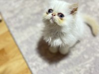 Oyuncu minisler