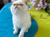 Exotic shorthair 2,5 aylık kedimiz