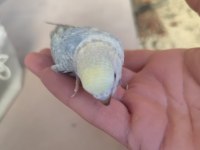 Yeni yeme düşen bebek muhabbet kuşu yavrular