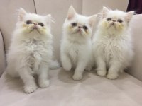 Eşsiz Exotic Shorthair Red Point Erkek Yavrular.