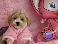 DÜNYA TATLISI MALTİPOO YAVRULARI 