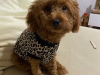 Acil Toy Poodle