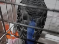 Jumbo muhabbet kuşu