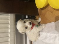 Maltipoo yavru dişi köpeğimiz