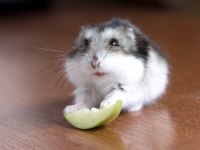 hamster gonzalez gunıea pıg