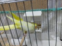 Konuşan Lutino Erkek Sultan Papağanı