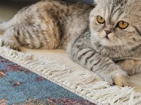 Dişi scottish fold kedimiz