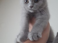 Scottish Fold Yavrular Sahiplendirilecek