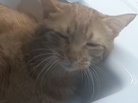 Sevecen çok akıllı oyuncu ismine duyarlı kedimiz