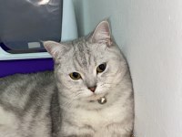 British shorthair dişi kedimiz