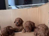Red Brown Toy Poodle Yavrular