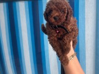 Kıvır Kıvır Dark Brown Poodle Yavrular