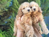 Maltipoo Yavrular Adrese Gönderim ve Kapıda Ödeme Vardır