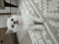 Scottish fold ve british shorthair kedimiz