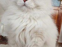 EŞLEME/SAHİPLENME, ORİJİNAL, SAF IRK BİR BABA KEDİMİZ
