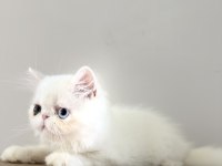 Erkek odd eyes kedimiz bilgi için arayın