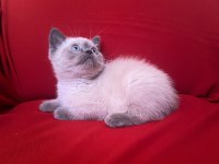 Blue point british shorthair bebekler