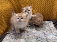 Golden british shorthair bebekler