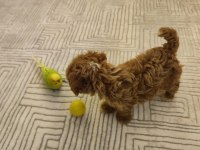 ORJİNAL GERÇEK TEACUP MALTİPOO