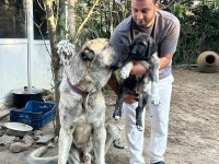 Dev yavru köpekler