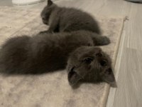 British Shorthair Yavru Kediler