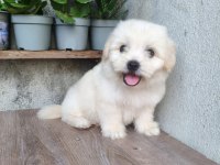 Erkek Maltese