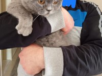 Eş bulma british shorthair
