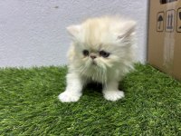 Show Kalite Persian Yavrular