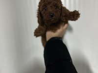 Kore kan red brown toy poodle