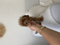 Toy poodle dişi yavru