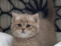 Cy11 british shorthair kedimiz