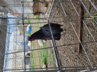 Alman australorp horoz