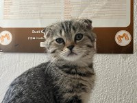 Scottish fold yavru kedimiz
